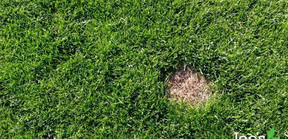 winter/autumn lawn disease