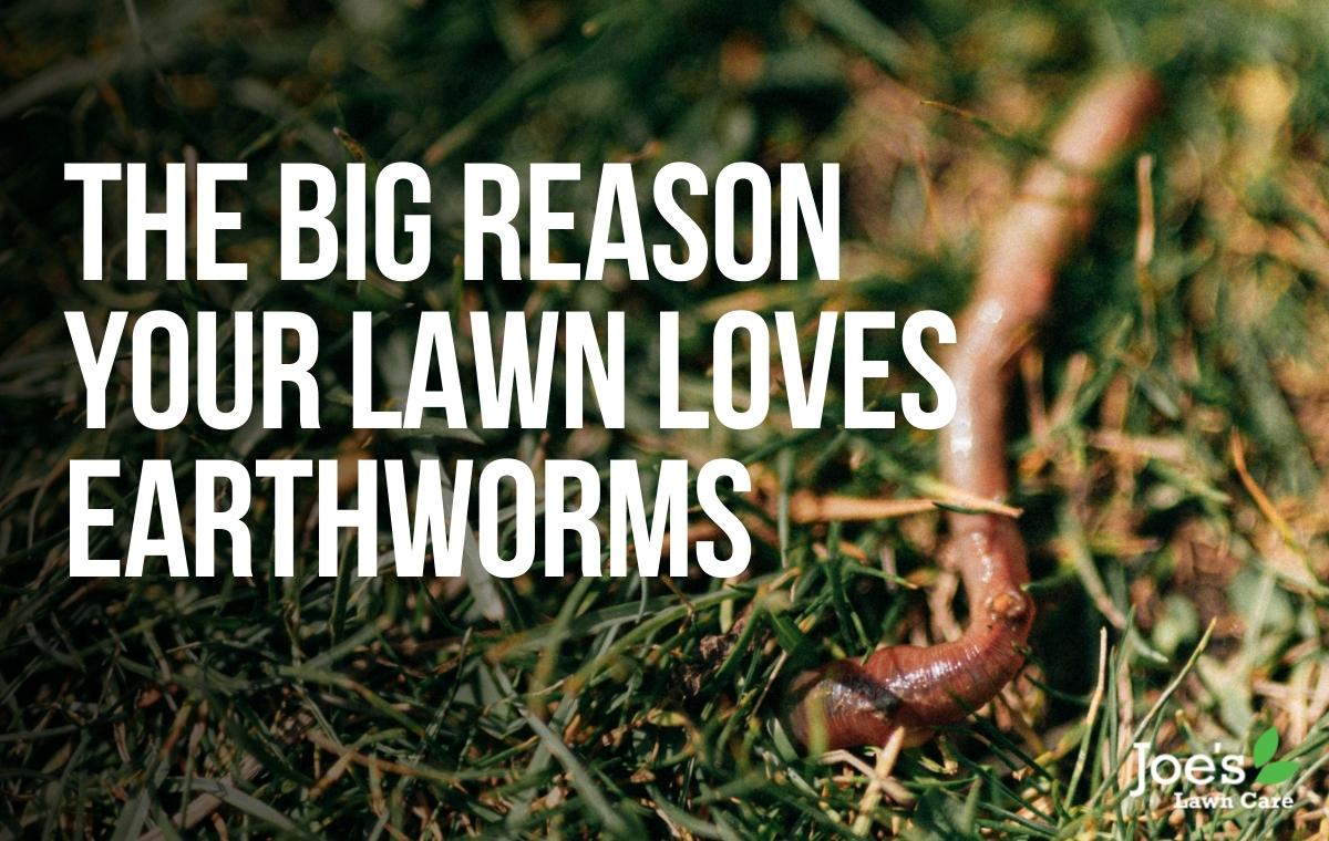 The Big Reason Your Lawn Loves Earthworms - Joe's Lawn Care