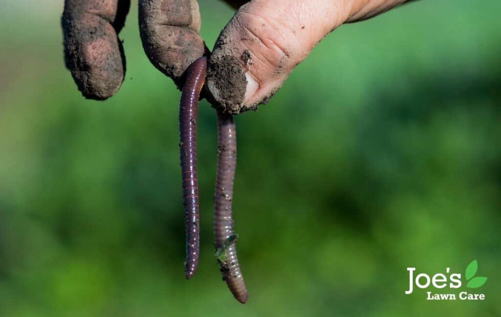 earthworms and your lawn