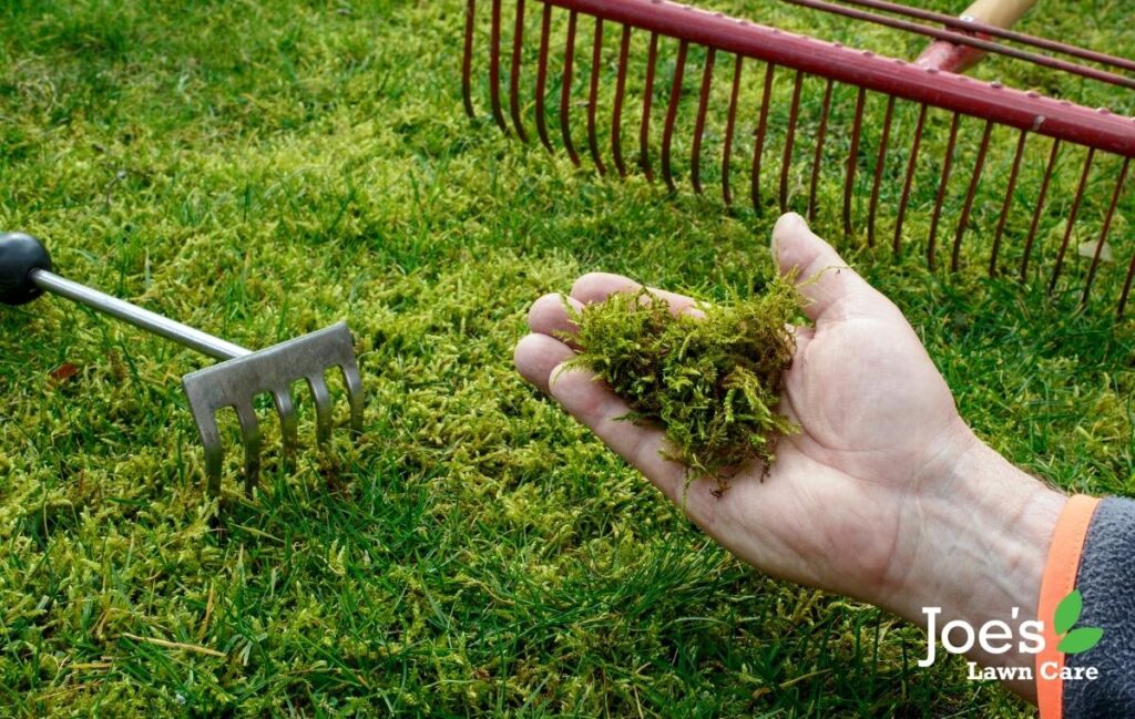 moss problems in your lawn (November) The Joe's Guide To Your November Lawn Care Tasks