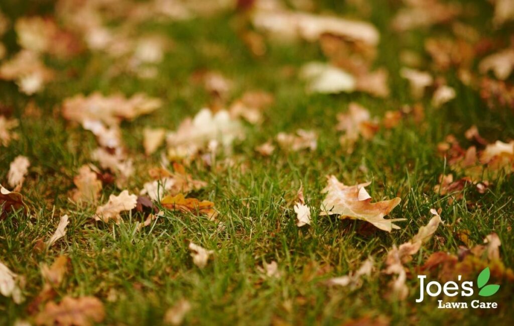 winterize your lawn