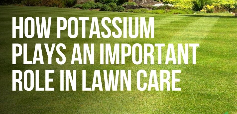 how potassium plays an important role in lawn care - joes