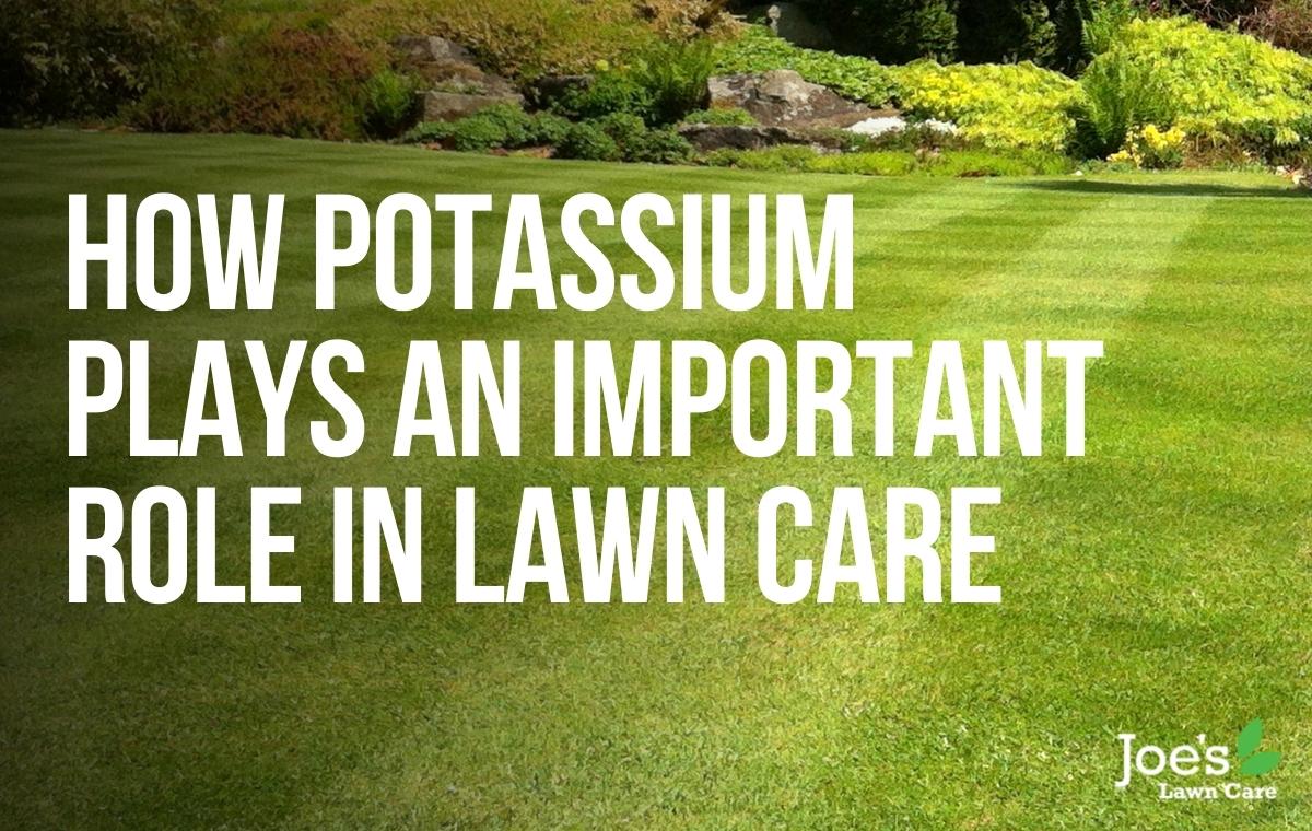 how potassium plays an important role in lawn care - joes