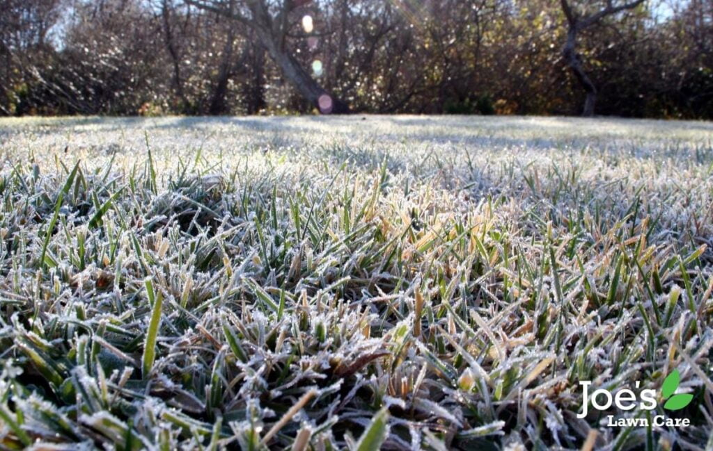 winter lawn care, winter lawn disease