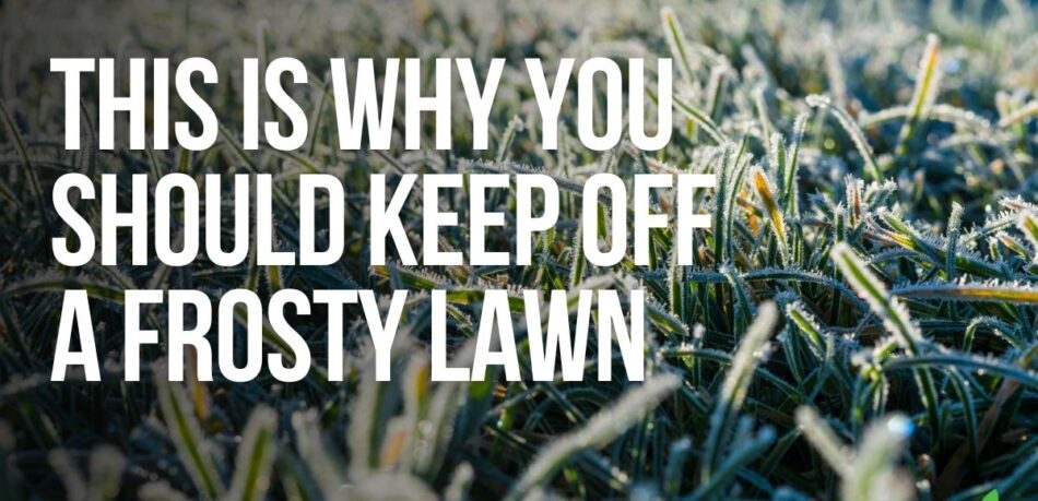 Why you should keep off a frosty lawn - Joe's