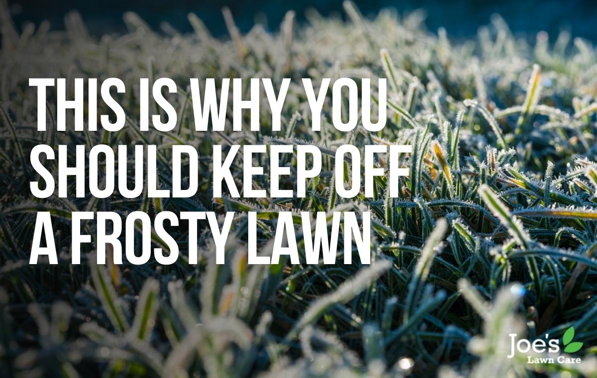 Why you should keep off a frosty lawn - Joe's