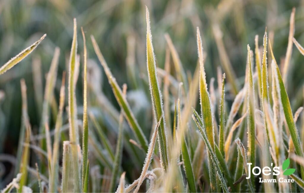 Don't walk on a frosty lawn care