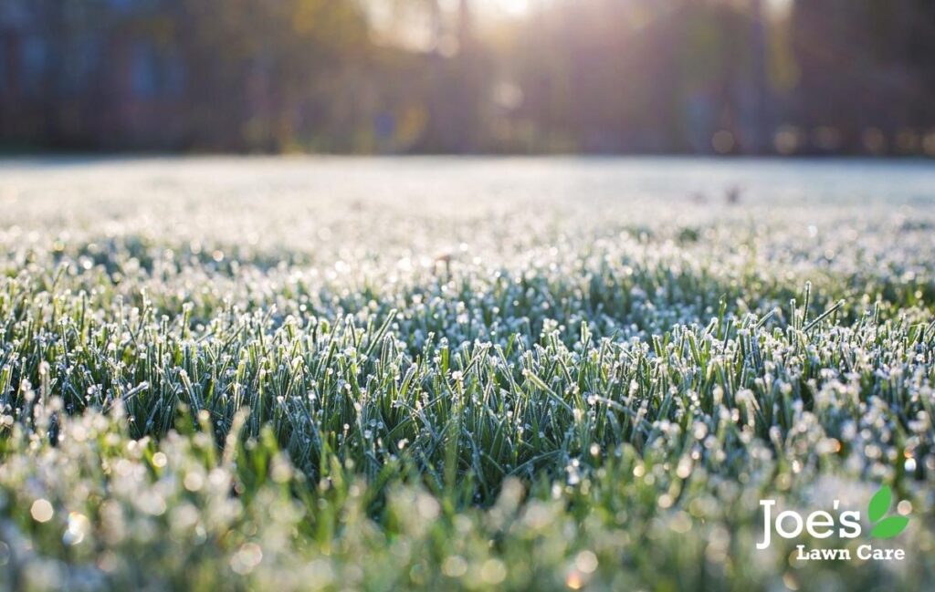 Different ways frost affects your lawn