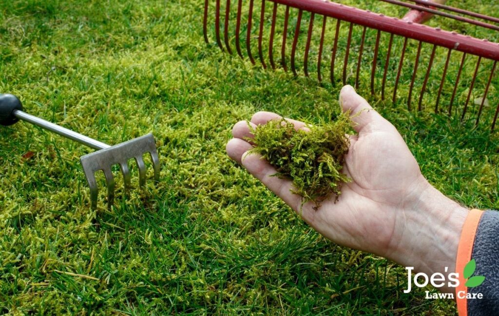 remove and prevent moss