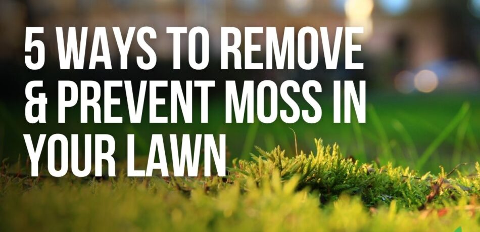 ways to remove and prevent moss