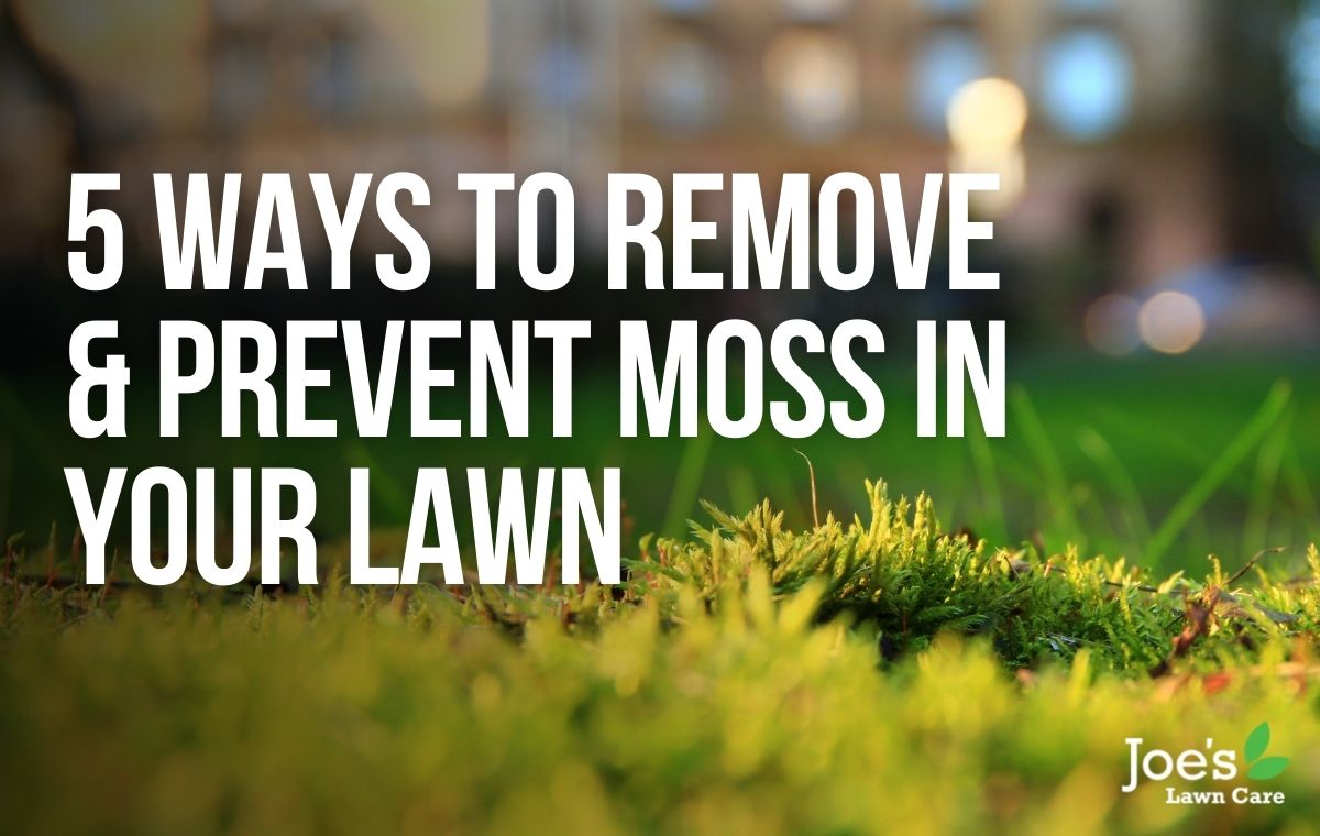 ways to remove and prevent moss