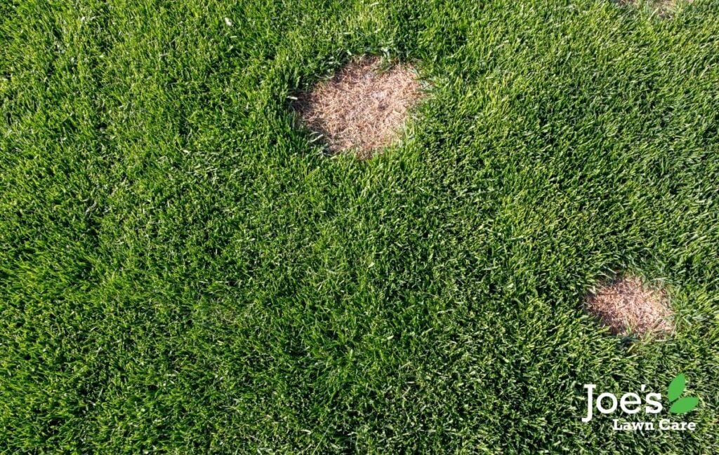 Lawn care in shop february