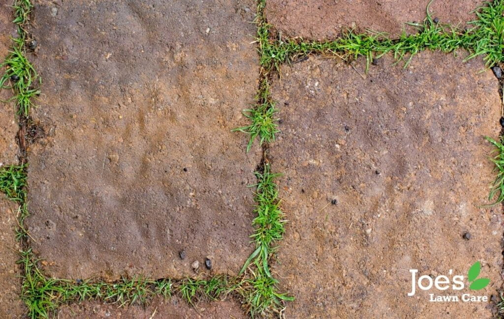 grass spreading to driveways and cracks