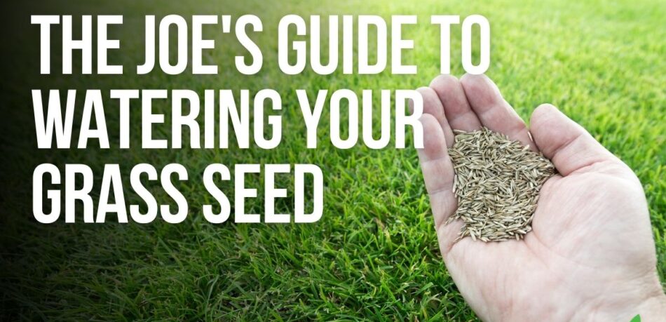 The Joe's Guide To Watering Your Grass Seed