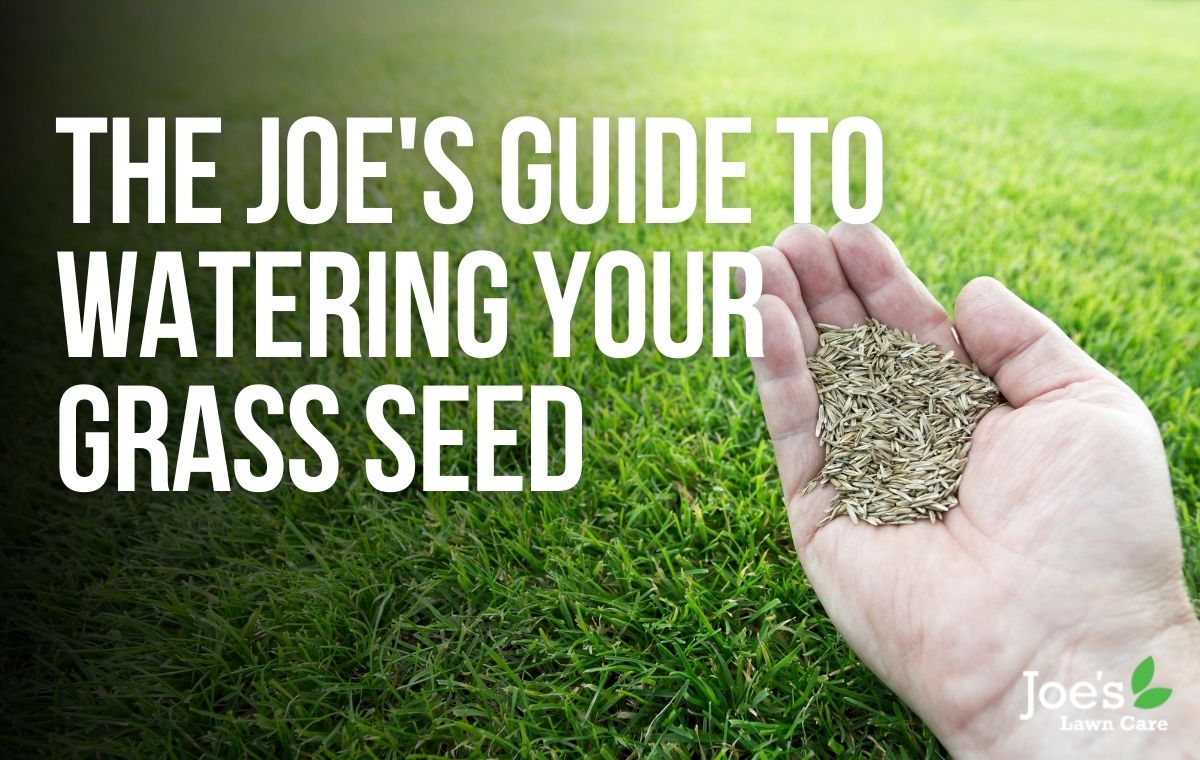 The Joe's Guide To Watering Your Grass Seed