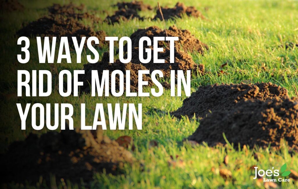 3 Ways To Get Rid of Moles in Your Lawn Joe's Lawn Care