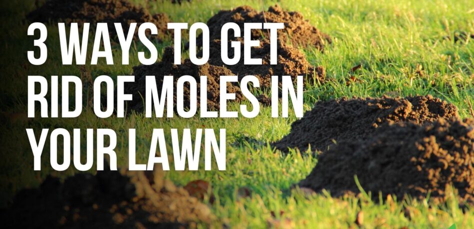3 Ways To Get Rid of Moles in Your Lawn