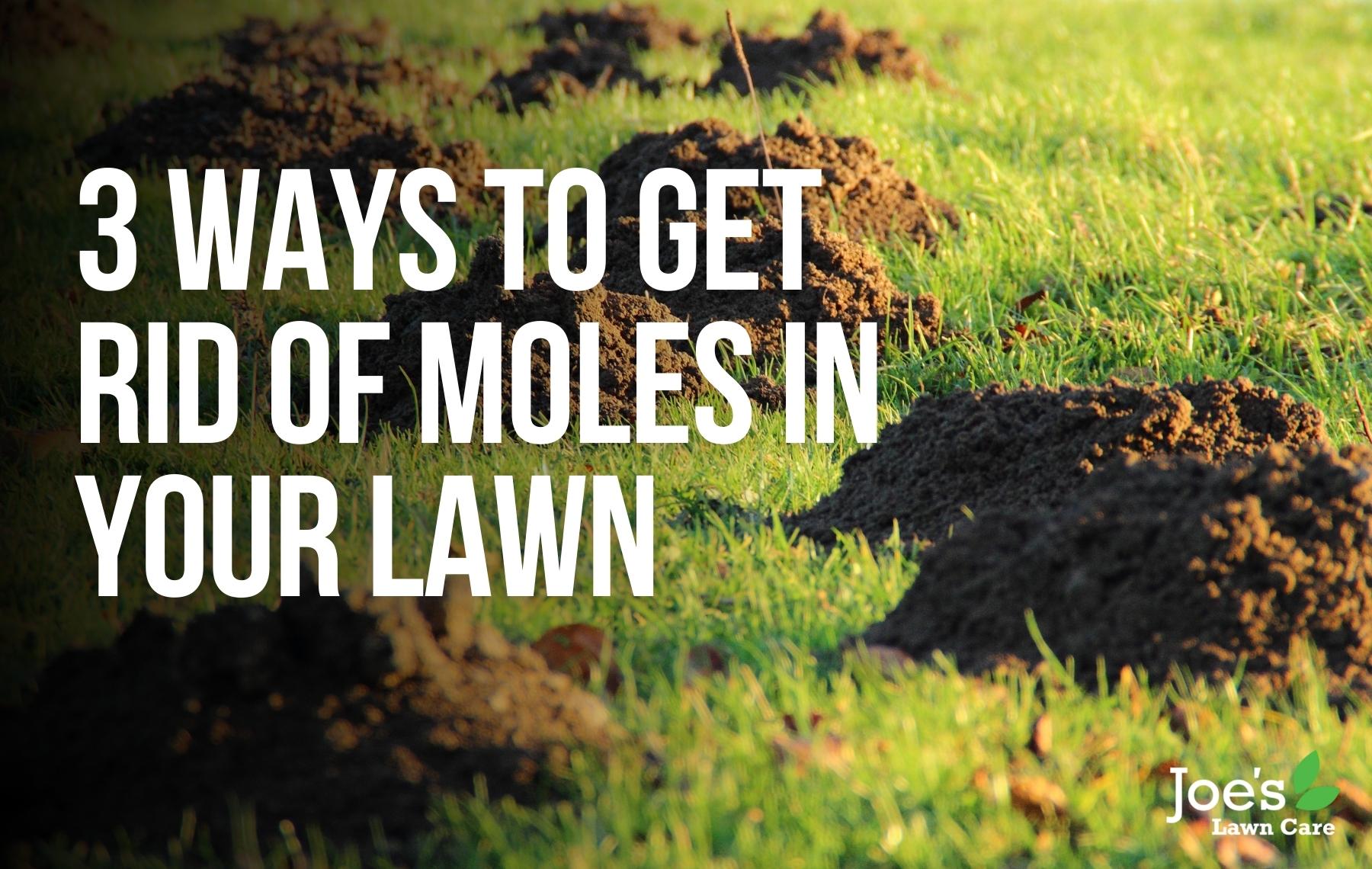 3 Ways To Get Rid of Moles in Your Lawn