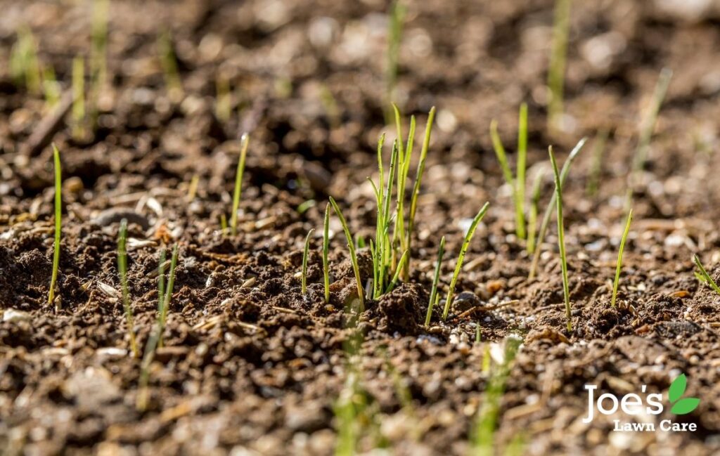 Joe's watering guide to new lawn seed