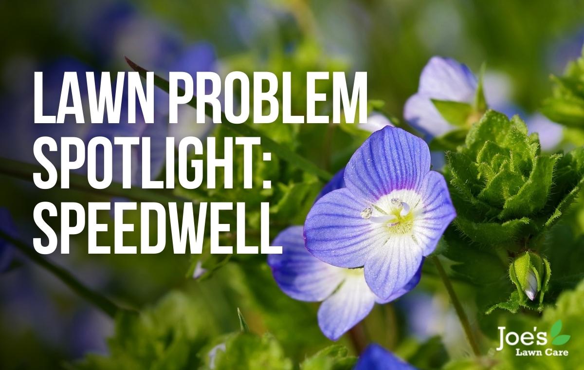 Lawn Problem Spotlight Speedwell