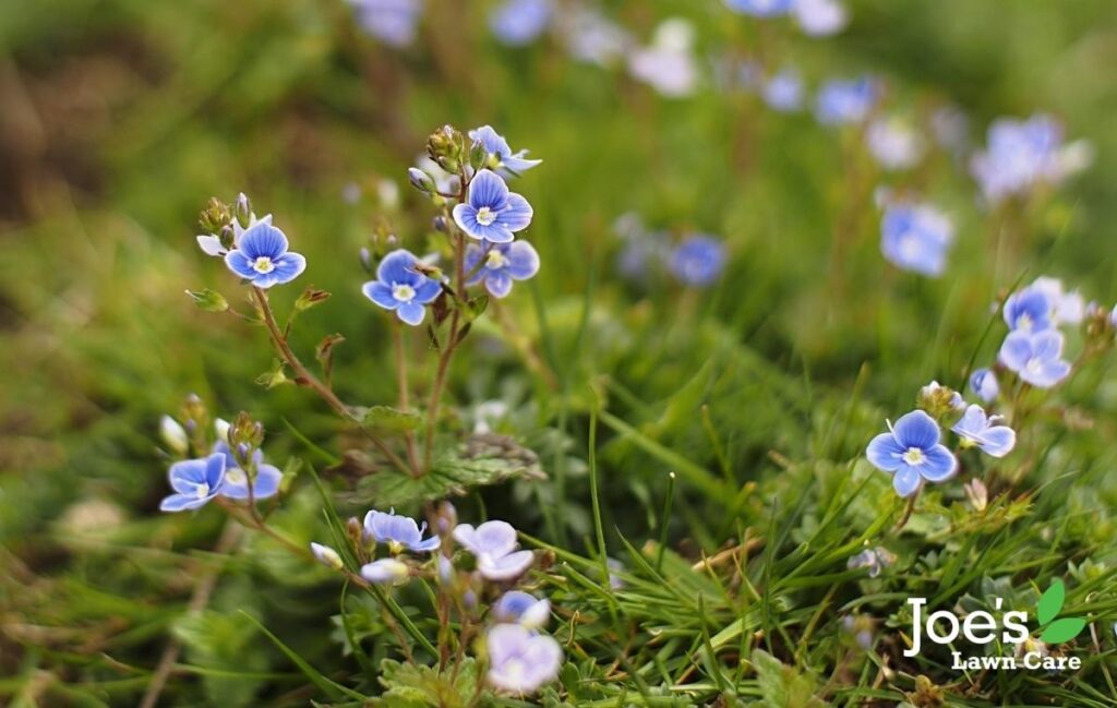 lawn care - weeds & speedwell