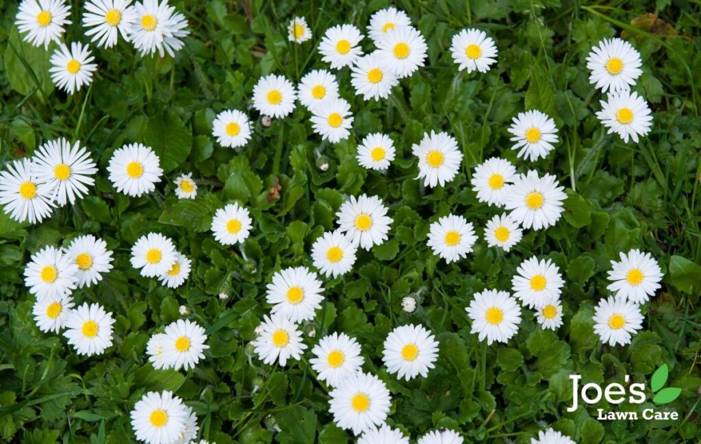 getting rid of daisies