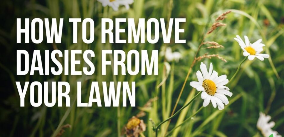 How to remove daisies from your lawn