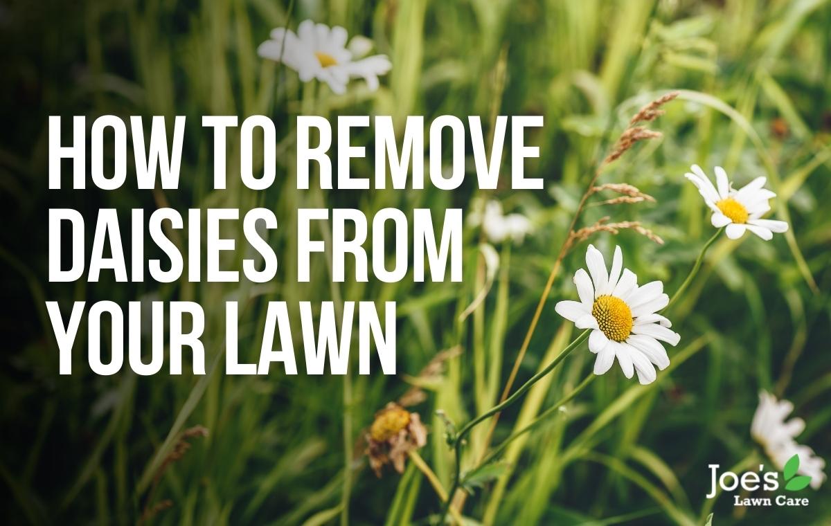 How to remove daisies from your lawn