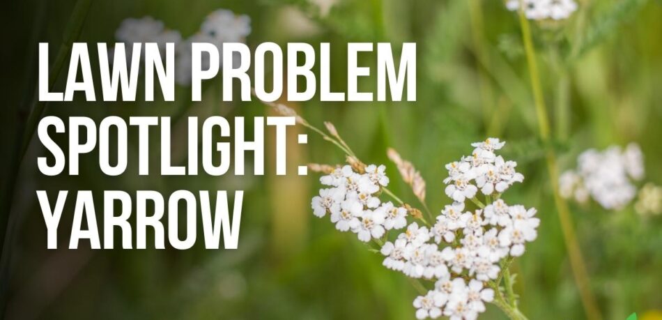 Lawn Problem Spotlight Yarrow