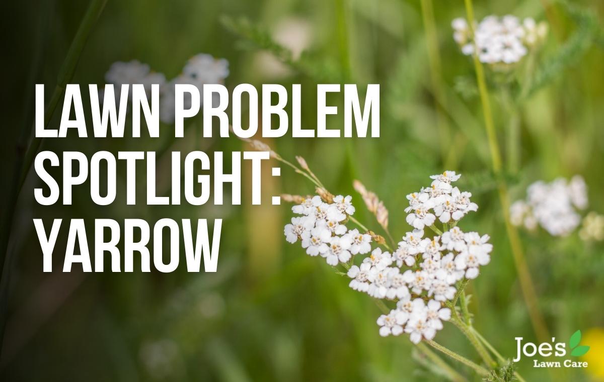 Lawn Problem Spotlight Yarrow