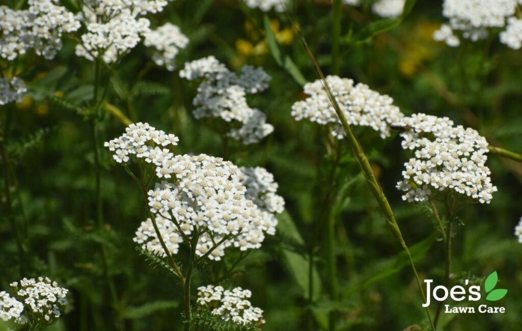 Yarrow flowers