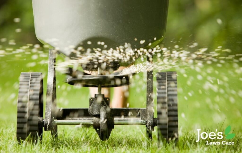 feeding your lawn this June