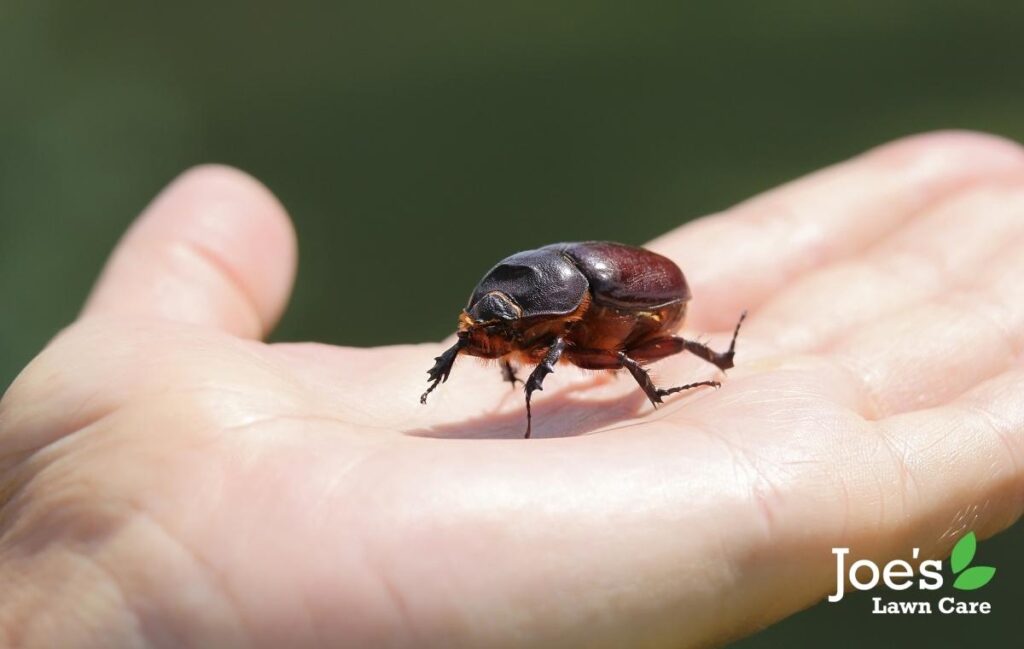 How to know if you have a chafer grub problem