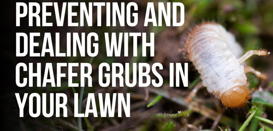 Preventing And Dealing With Chafer Grubs in Your Lawn