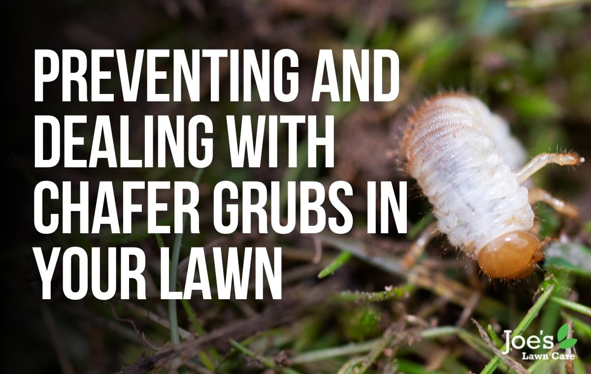 Preventing And Dealing With Chafer Grubs in Your Lawn