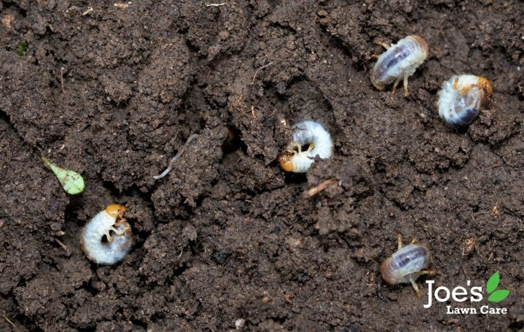 Preventing And Dealing With Chafer Grubs 