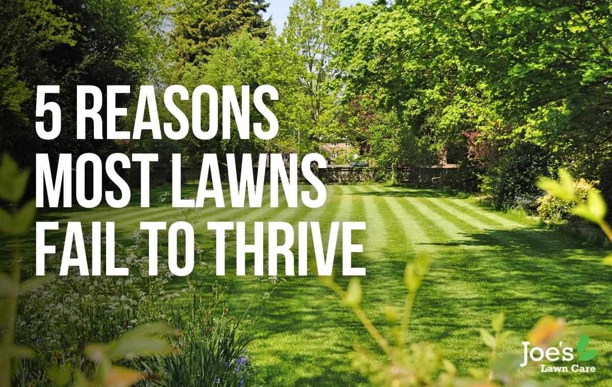 5 Reasons Most Lawns Fail To Thrive