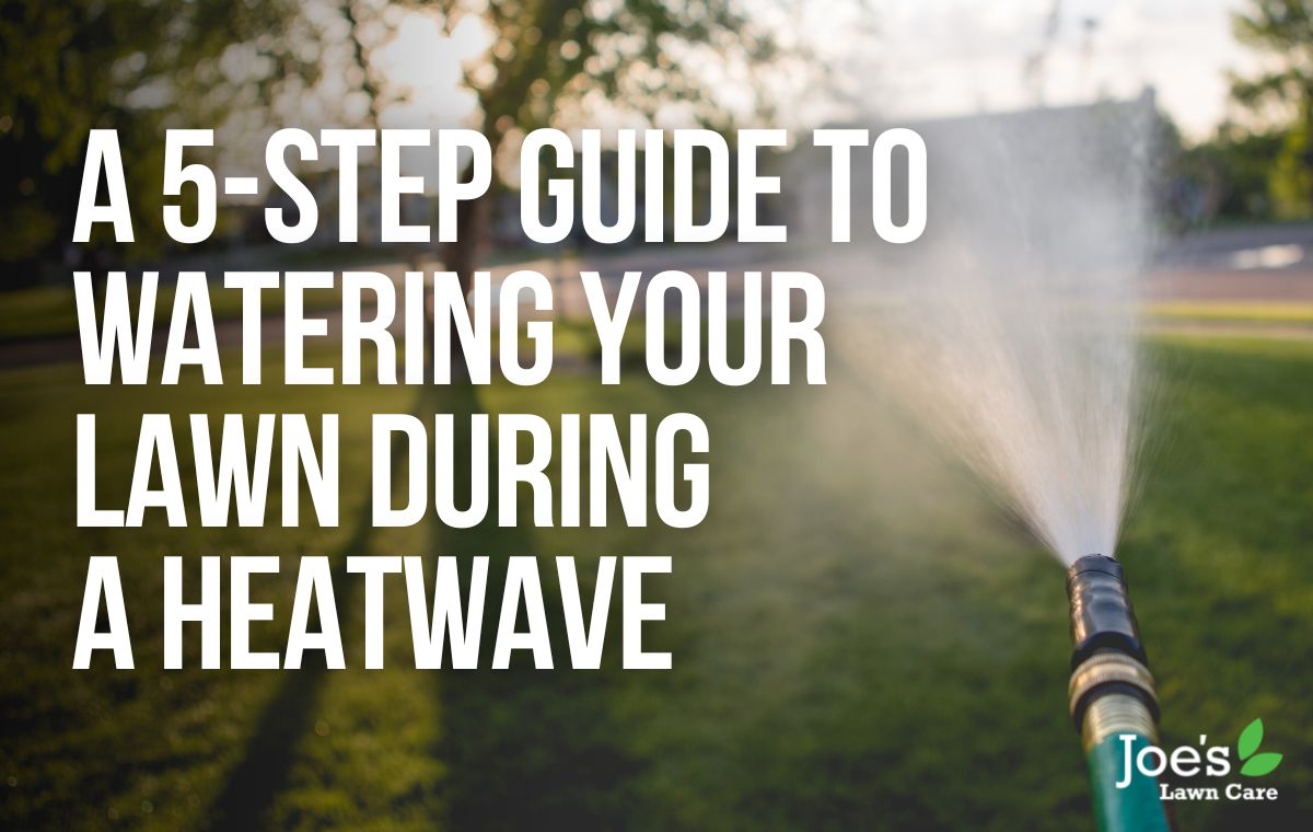 5-Step Guide To Watering Your Lawn During A Heatwave