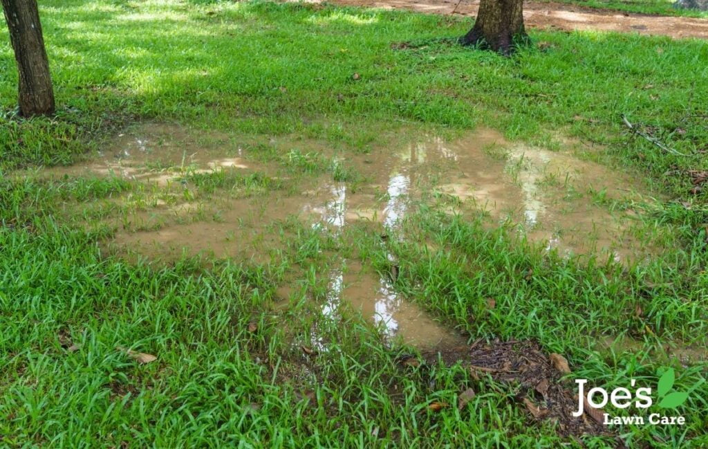 Your lawn is not thriving due to drainage issues -5 Reasons Most Lawns Fail To Thrive