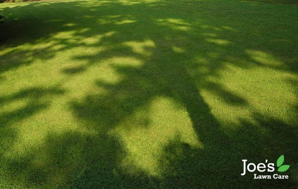 shady lawns could be one of the reasons your lawn is fails to thrive