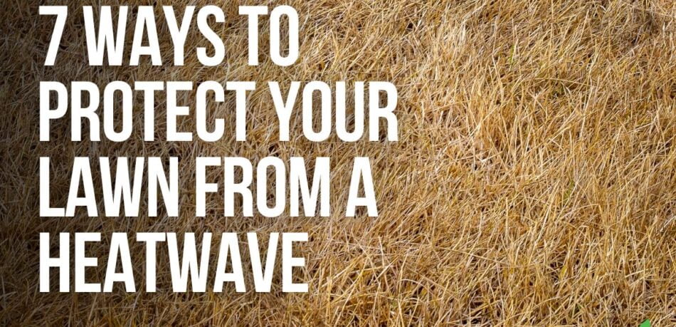 7 Ways To Protect Your Lawn From A Heatwave