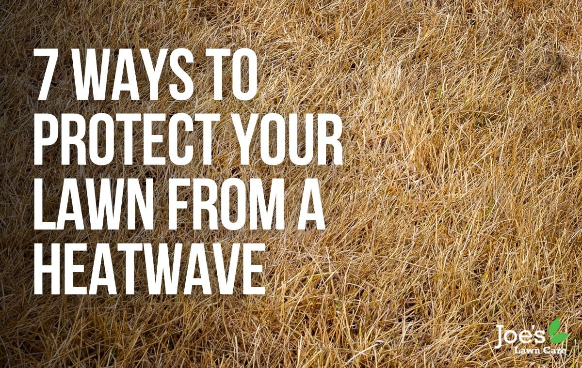 7 Ways To Protect Your Lawn From A Heatwave