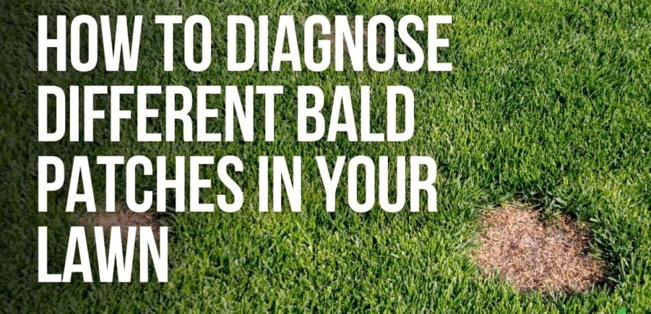 How To Diagnose Different Bald Patches in Your Lawn