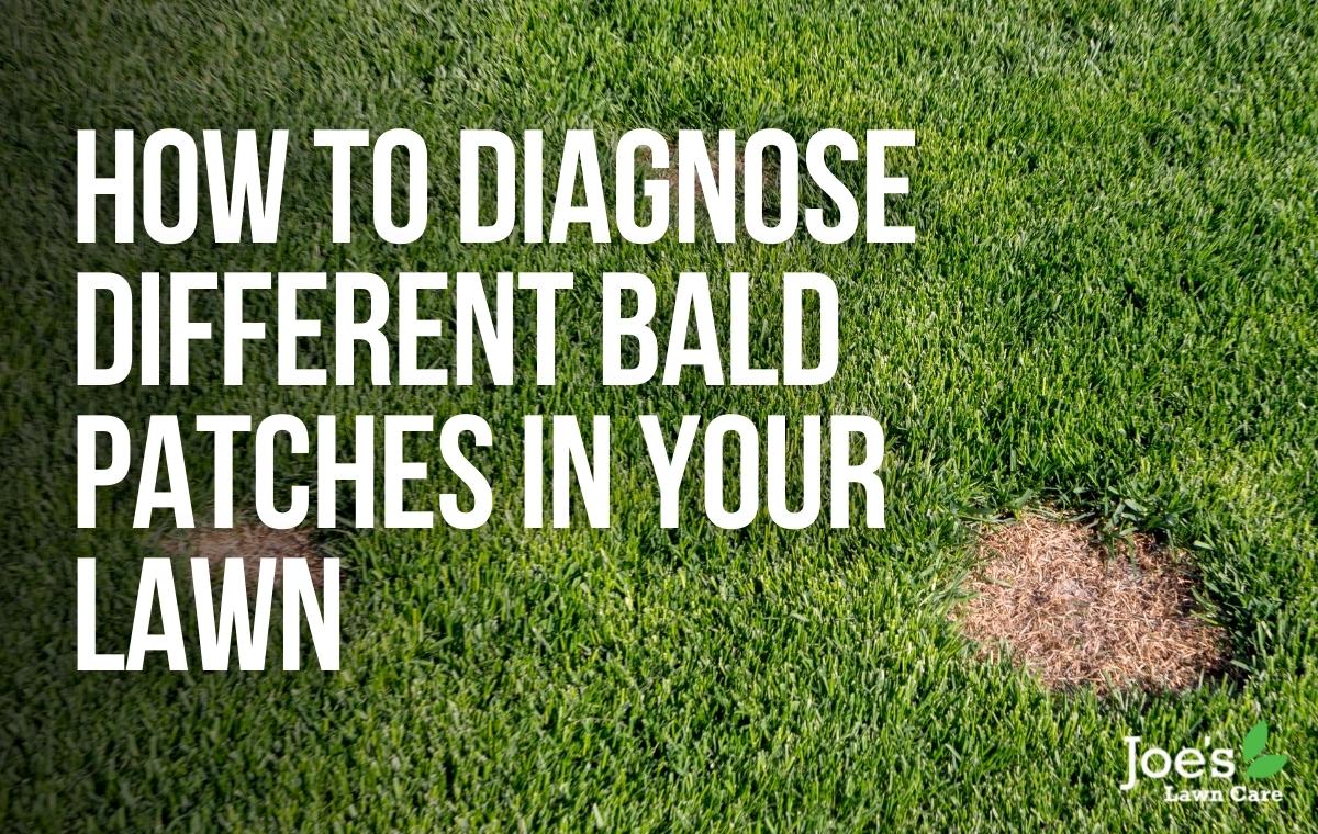 How To Diagnose Different Bald Patches in Your Lawn