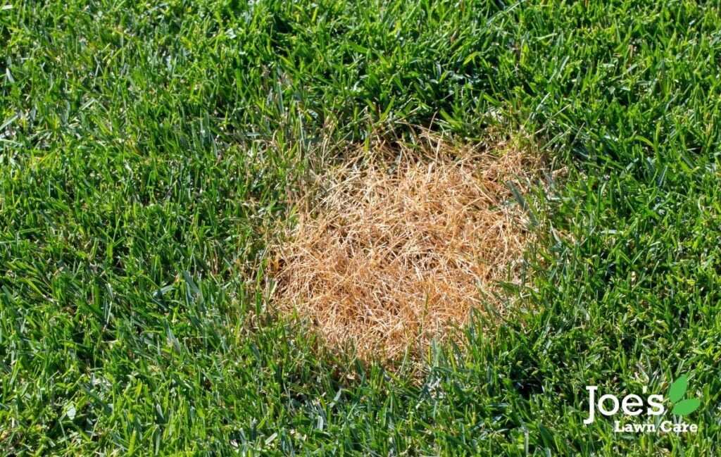 bald patches in your lawn - Joe's lawn care