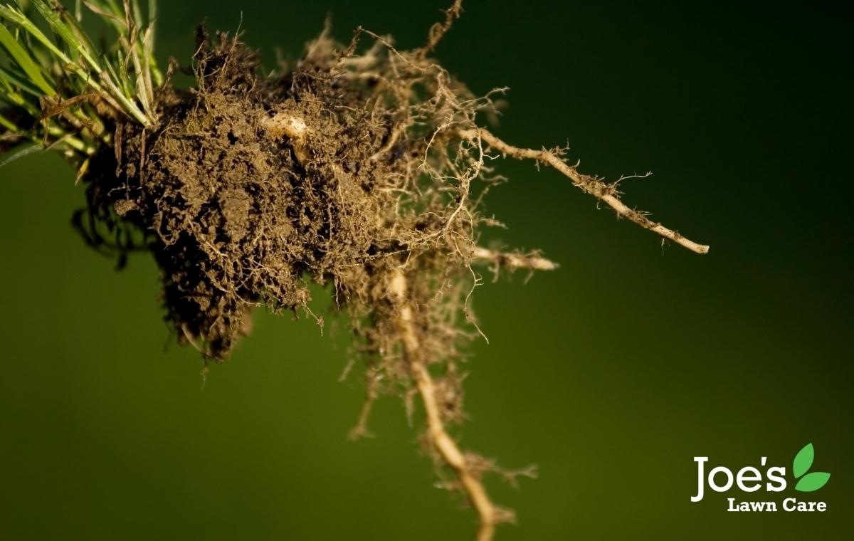 5 Secrets To Growing Deep Grass Roots Joe's Lawn Care