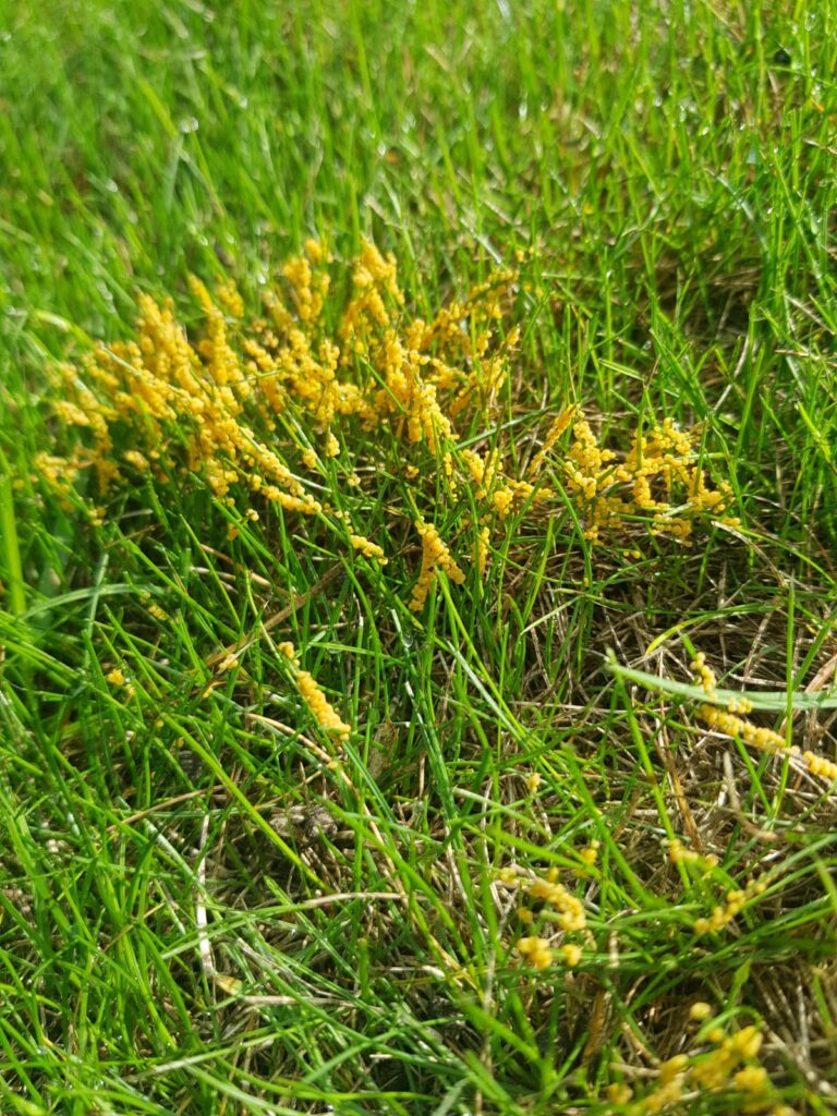 Slime mould - dog vomit - Joe's Lawn Care