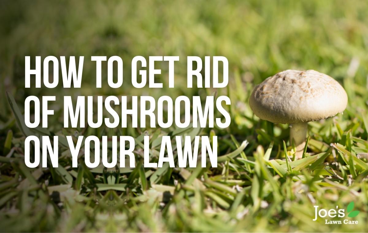 Lawn sales mushroom killer