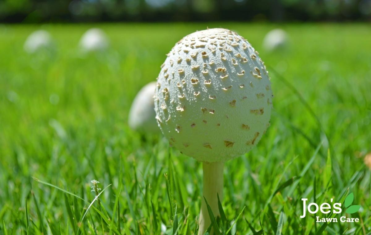 How to Get Rid of Mushrooms on Your Lawn Joe's Lawn Care