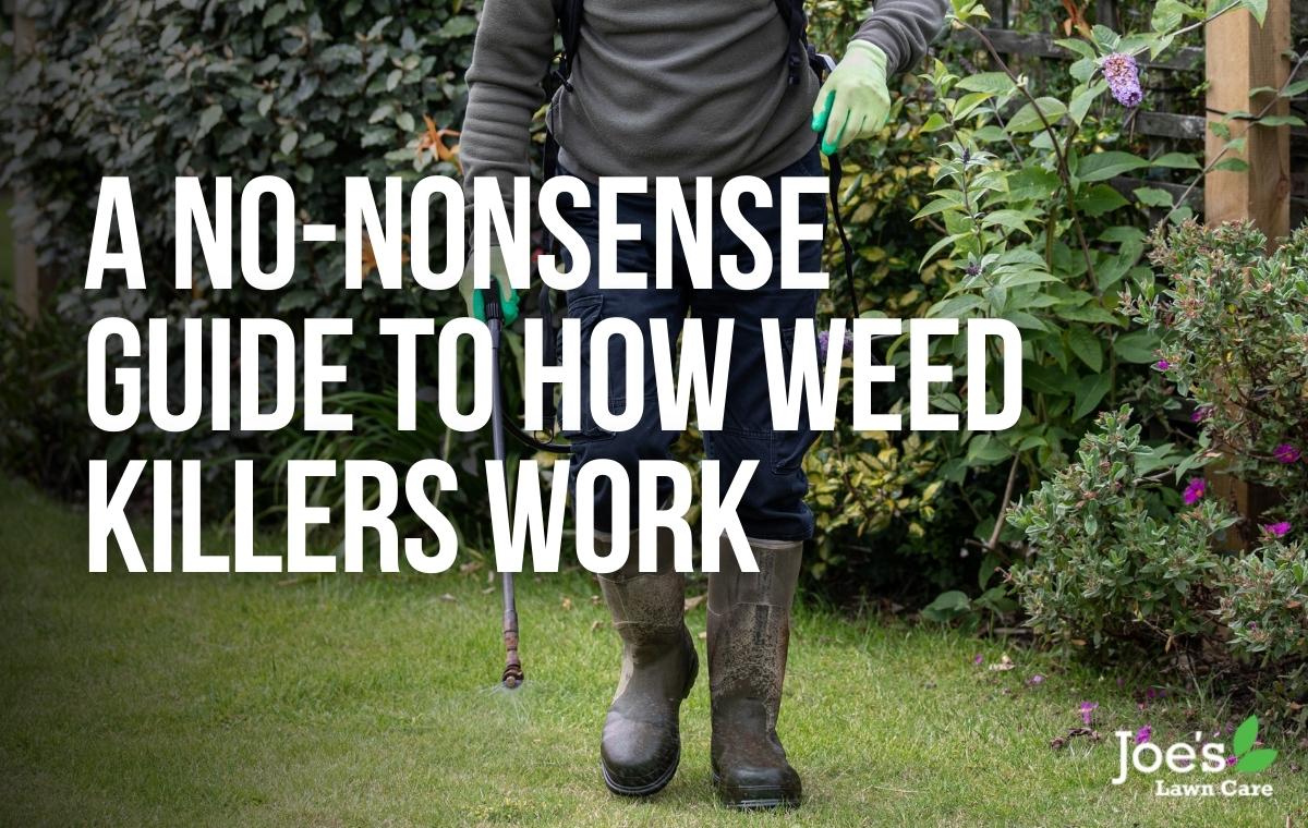 A No-Nonsense Guide To How Weed Killers Work